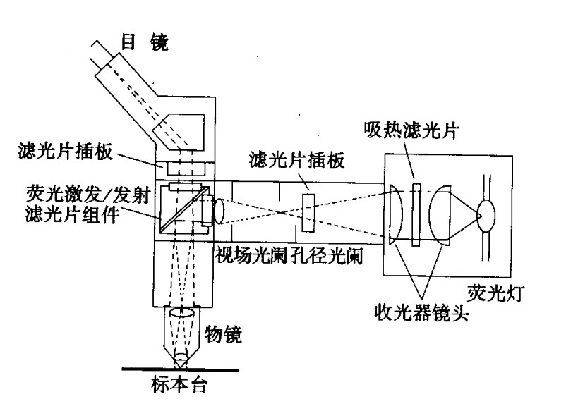 熒光顯微鏡工作原理