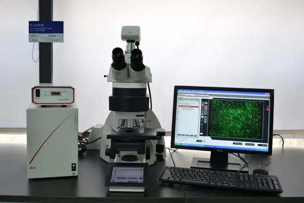 熒光顯微鏡的原理與應用
