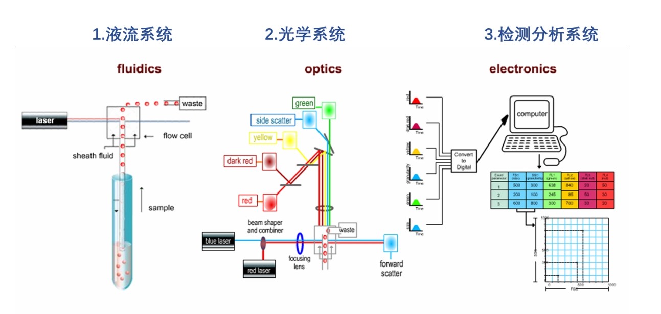 流式細(xì)胞儀原理圖